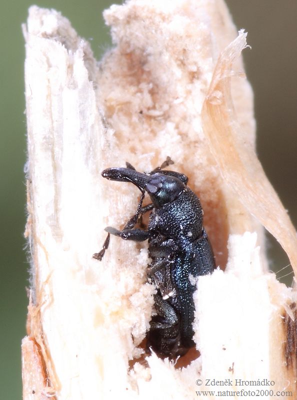 křovák smrkový, Magdalis violacea (Brouci, Coleoptera)